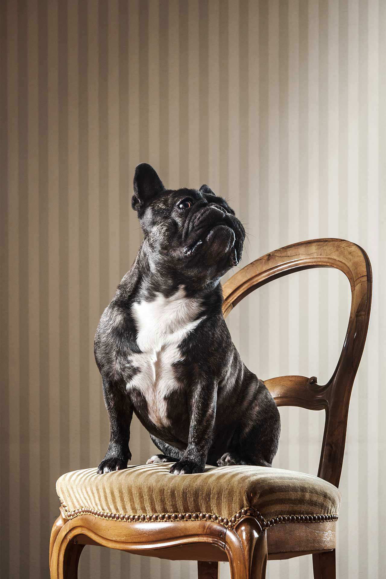 Ein Hundeportrait, Fotografien von Bulldogge Beni
