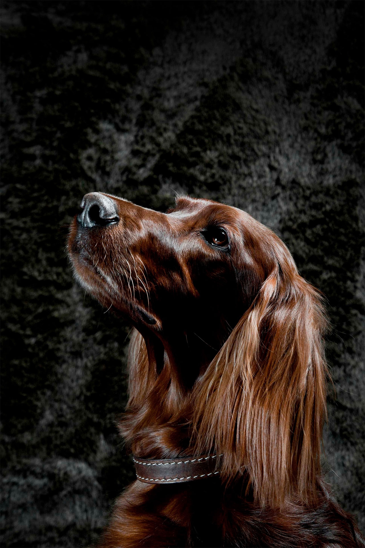 A dog portrait, photographs by Irish Red Setter Cherina