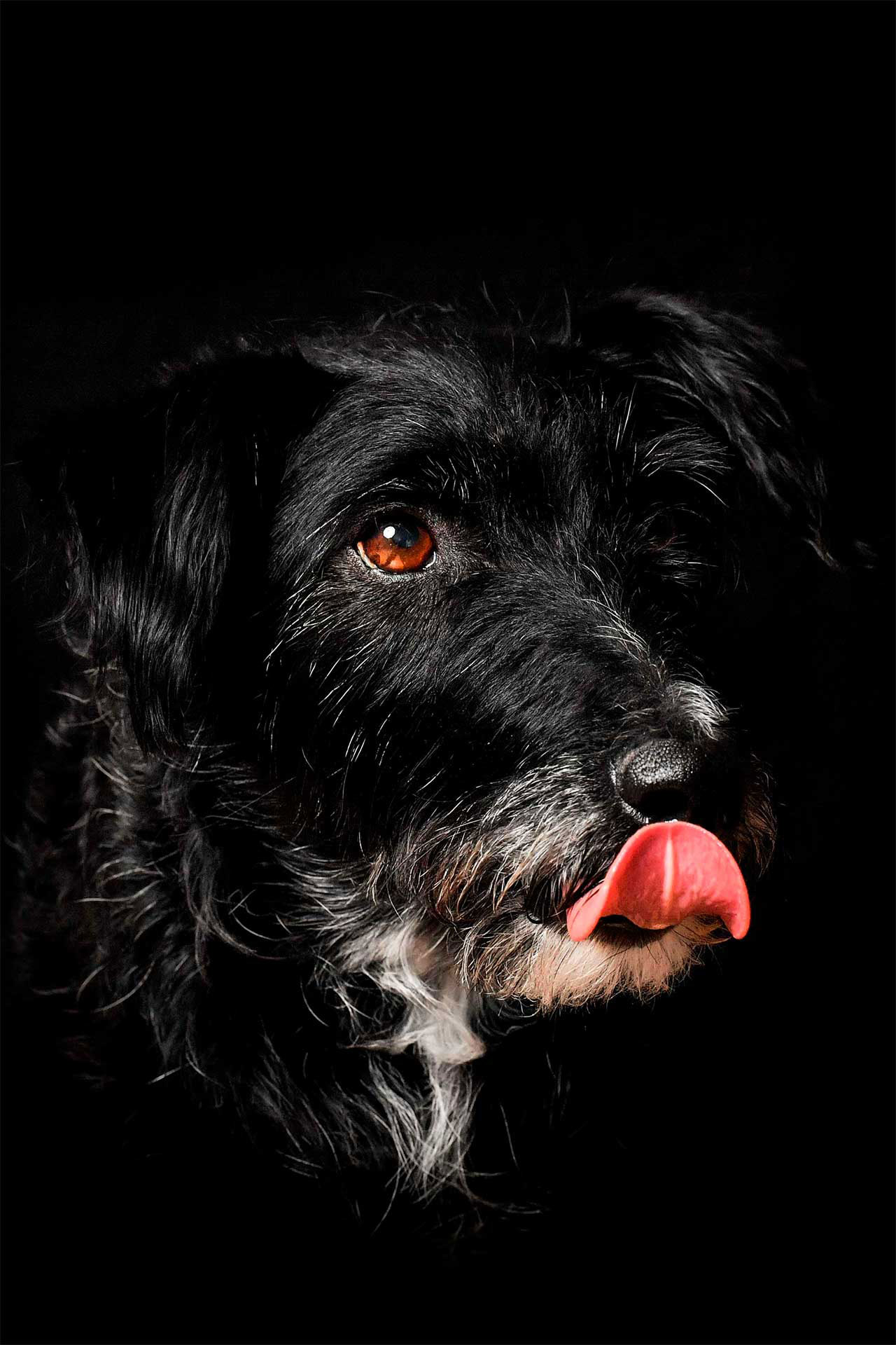 Ein Hundeportrait, Fotografien von Mischling Moo
